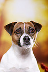 Parson Russell Terrier Portrait