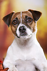 Parson Russell Terrier Portrait