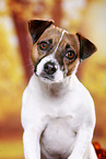 Parson Russell Terrier Portrait