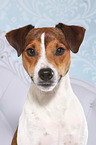 Parson Russell Terrier Portrait