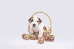 Parson Russell Terrier Welpe