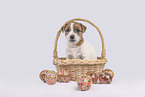 Parson Russell Terrier Welpe