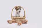 Parson Russell Terrier Welpe