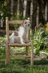 Parson Russell Terrier Welpe