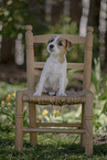 Parson Russell Terrier Welpe
