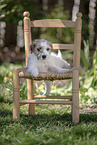 Parson Russell Terrier Welpe