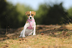 Parson Russell Terrier Welpe