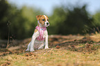 Parson Russell Terrier Welpe