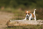 Parson Russell Terrier Welpe