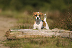 Parson Russell Terrier Welpe