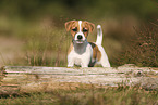 Parson Russell Terrier Welpe