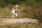 Parson Russell Terrier Welpe