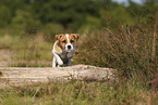 Parson Russell Terrier Welpe