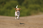 Parson Russell Terrier Welpe