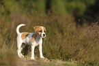 Parson Russell Terrier Welpe
