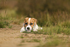 Parson Russell Terrier Welpe