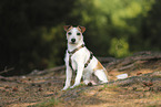 Parson Russell Terrier