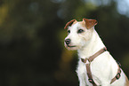 Parson Russell Terrier