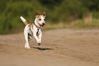 Parson Russell Terrier