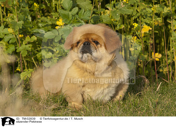 sitzender Pekinese / sitting Pekinese / TM-02839