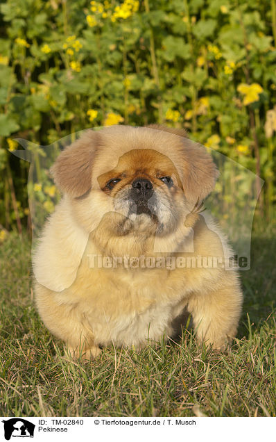 Pekinese / Pekingese / TM-02840