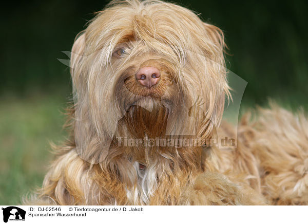 Spanischer Wasserhund / Perro de Agua Espanol / DJ-02546