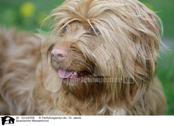 Spanischer Wasserhund / Perro de Agua Espanol / DJ-02556