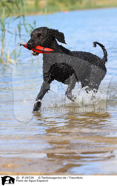 Perro de Agua Espanol / Perro de Agua Espanol / IF-09726