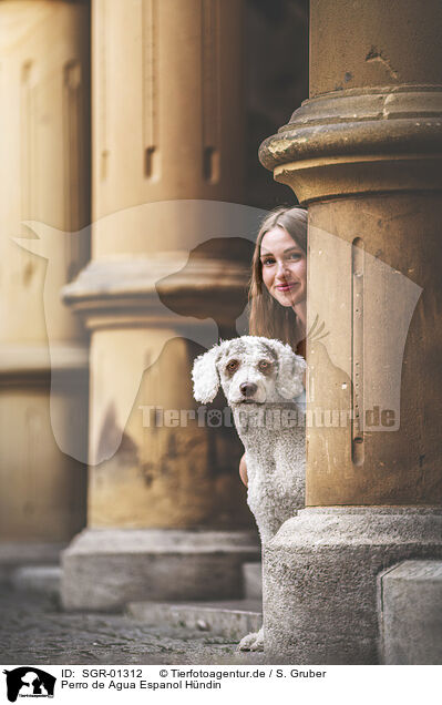 Perro de Agua Espanol H�ndin / female Perro de Agua Espanol / SGR-01312