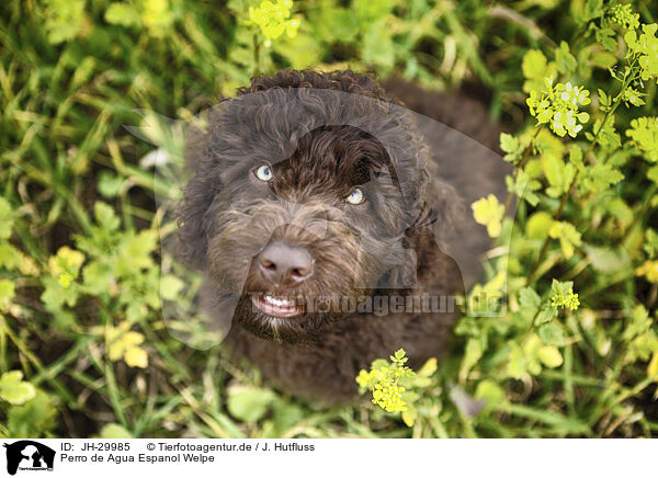 Perro de Agua Espanol Welpe / Perro de Agua Espanol Puppy / JH-29985