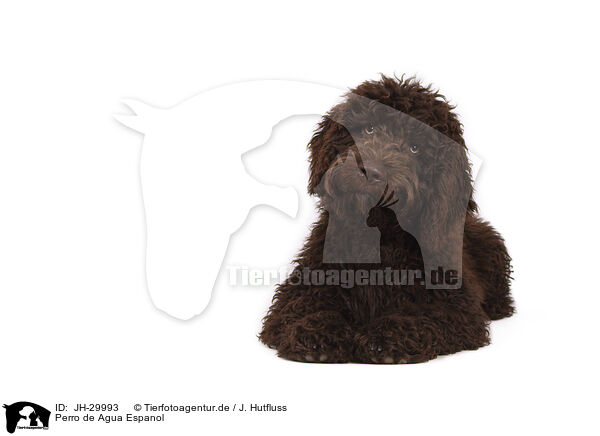 Perro de Agua Espanol / Perro de Agua Espanol / JH-29993