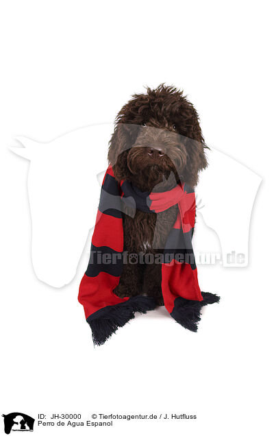 Perro de Agua Espanol / Perro de Agua Espanol / JH-30000
