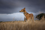 Podenco Valenciano
