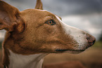 Podenco Valenciano