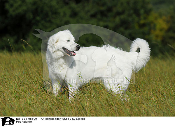 Podhalaner / Polski Owczarek / SST-05599