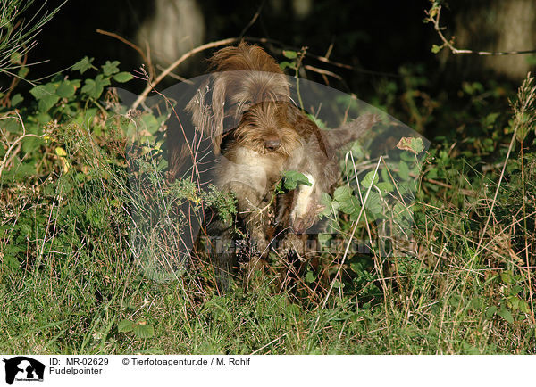 Pudelpointer / German Broken-coated Pointing Dog / MR-02629