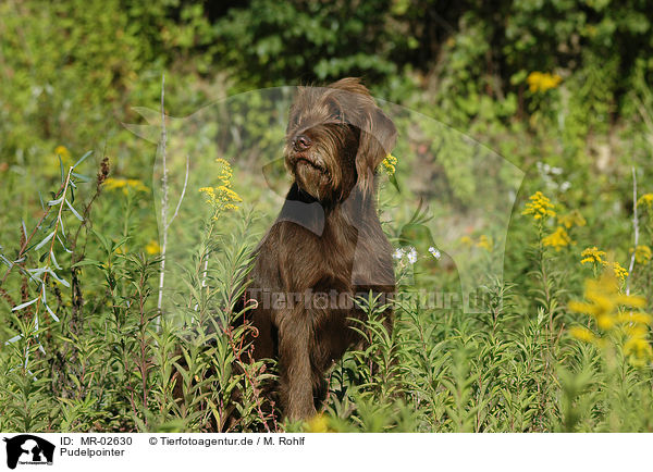 Pudelpointer / German Broken-coated Pointing Dog / MR-02630