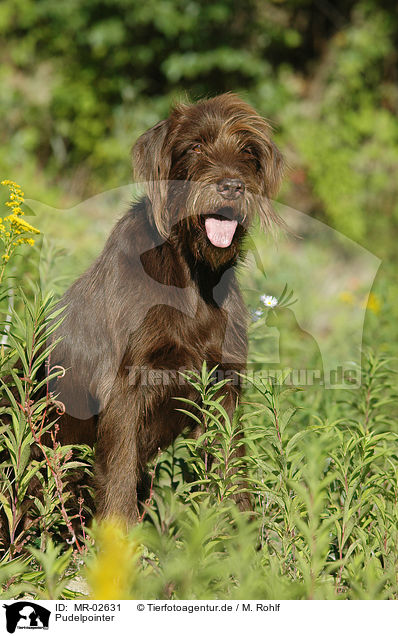 Pudelpointer / German Broken-coated Pointing Dog / MR-02631