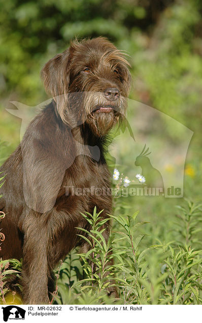Pudelpointer / German Broken-coated Pointing Dog / MR-02632