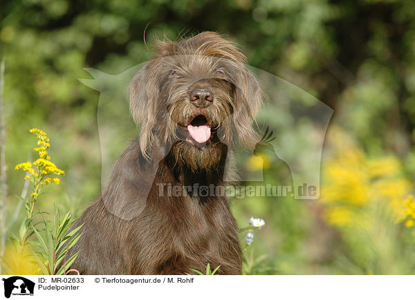 Pudelpointer / German Broken-coated Pointing Dog / MR-02633