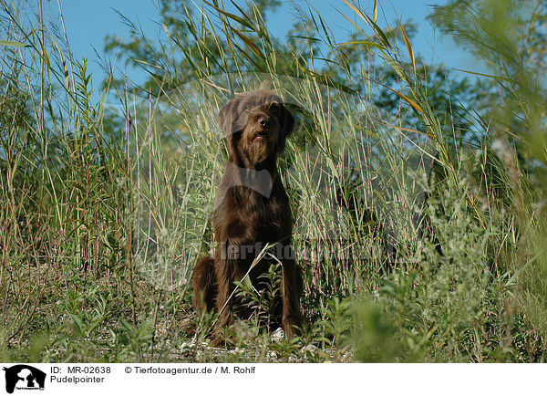 Pudelpointer / German Broken-coated Pointing Dog / MR-02638
