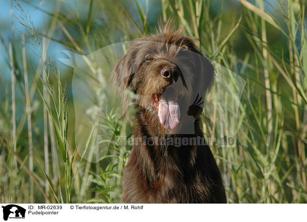 Pudelpointer / German Broken-coated Pointing Dog / MR-02639