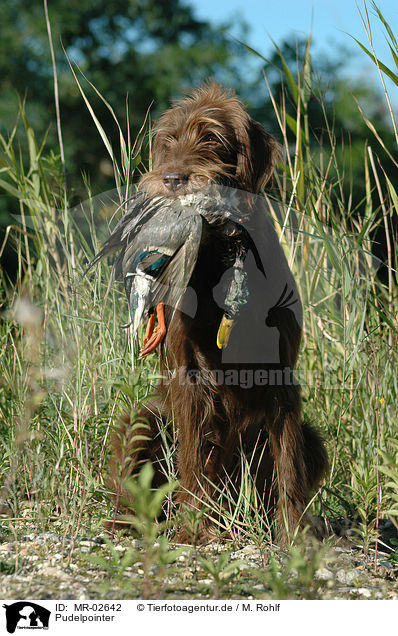 Pudelpointer / German Broken-coated Pointing Dog / MR-02642