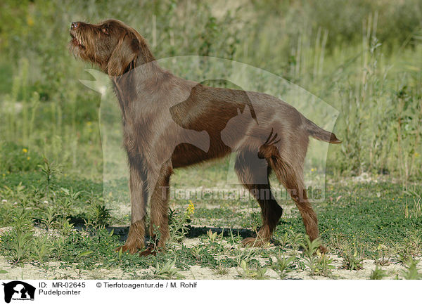 Pudelpointer / German Broken-coated Pointing Dog / MR-02645