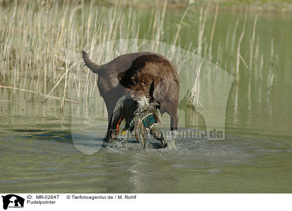 Pudelpointer / German Broken-coated Pointing Dog / MR-02647