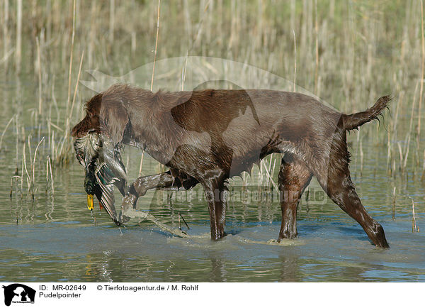Pudelpointer / German Broken-coated Pointing Dog / MR-02649