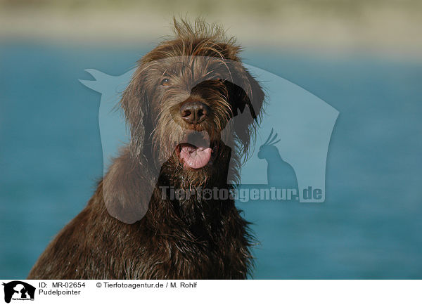 Pudelpointer / German Broken-coated Pointing Dog / MR-02654