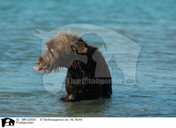 Pudelpointer / German Broken-coated Pointing Dog / MR-02659