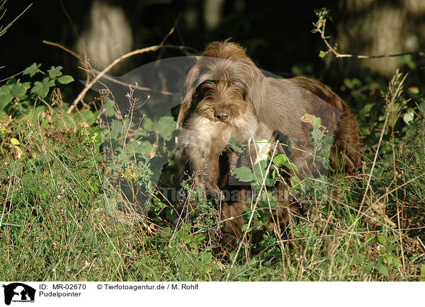 Pudelpointer / German Broken-coated Pointing Dog / MR-02670
