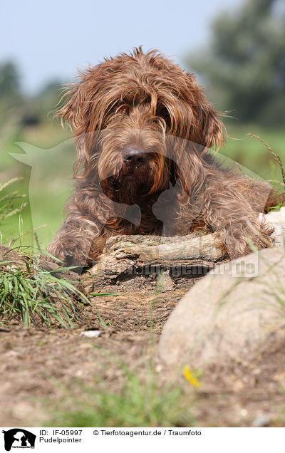 Pudelpointer / German Broken-coated Pointing Dog / IF-05997